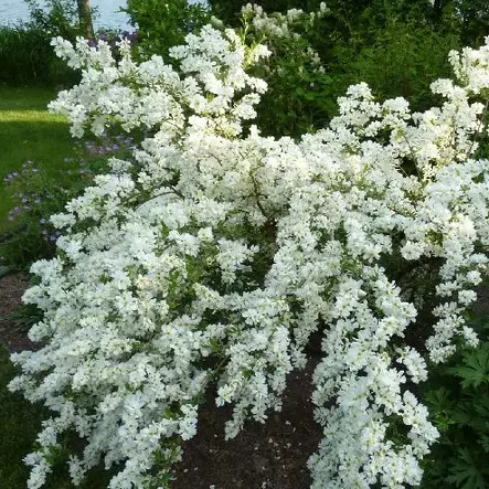 Helmipensas The Bride - Koristepensaat - 4563 - 2