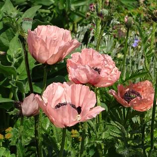 Idänunikko Victoria Louise - Perennat - 74003 - 1