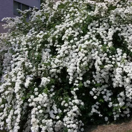 Idänvirpiangervo - Koristepensaat - 4683 - 1