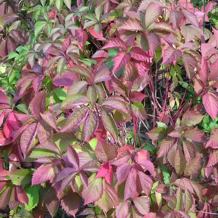 Imukärhivilliviini Engelmannii - Köynnöskasvit - 5183 - 1