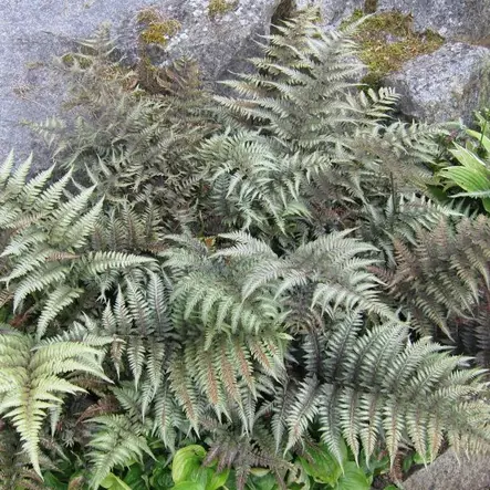 Japaninhiirenporras Pictum - Koristeheinät - 70913 - 1