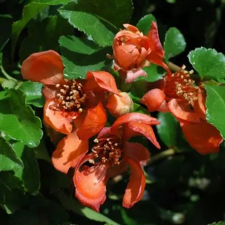 Japaninruusukvitteni Venus - Erikoismarjat ja hyötykasvit - 45573 - 2