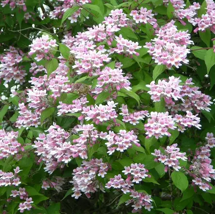 Kellokuusama Kellokas - Koristepensaat - 45843 - 1