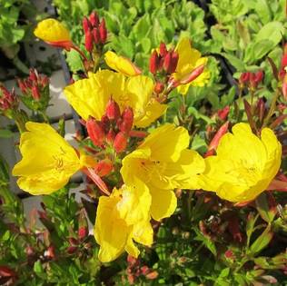 Kultahelokki - Perennat - 7383 - 1