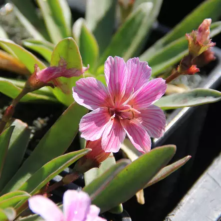 Levisia Little Plum - Perennat - 73043 - 1