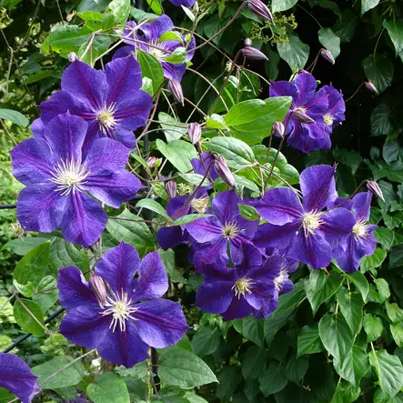 Loistokärhö Star of India - Köynnöskasvit - 5223 - 1