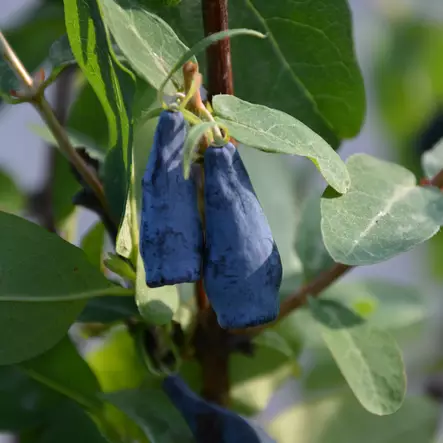 Makeasinikuusama Docz Velikana - Erikoismarjat ja hyötykasvit - 46653 - 2