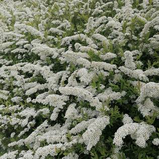 Norjanangervo Grefsheim C2 - Koristepensaat - 46773 - 1