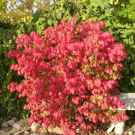 Pallesorvarinpensas Compactus - Koristepensaat - 4553 - 1