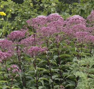 Purppurapunalatva Phantom - Perennat - 72083 - 1