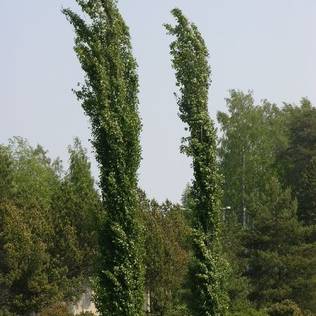 Pylväshaapa Erecta - Koristepuut - 4133 - 1