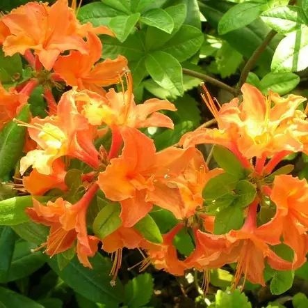 Revontuliatsalea Mandarin Lights - Alppiruusut ja atsaleat - 3503 - 2