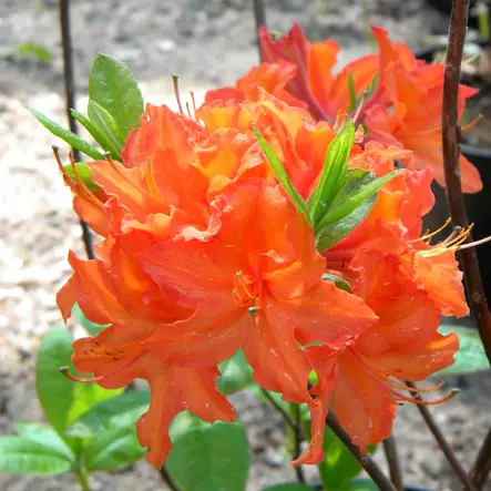 Revontuliatsalea Mandarin Lights - Alppiruusut ja atsaleat - 3503 - 1