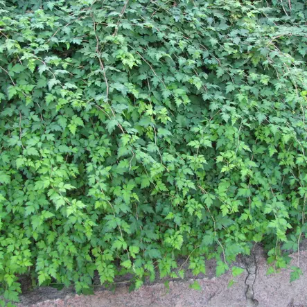 Siroseppelvarpu Crispa - Koristepensaat - 4693 - 1