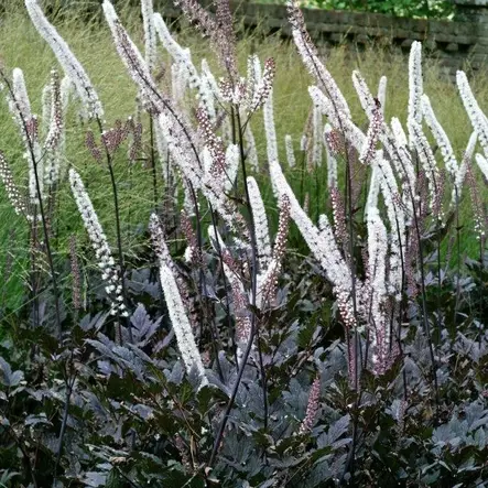 Syyskimikki Brunette - Perennat - 71383 - 3