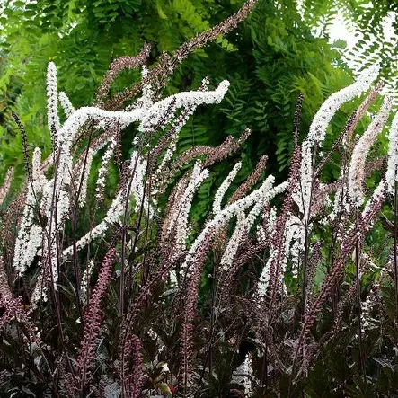 Syyskimikki Brunette - Perennat - 71383 - 1