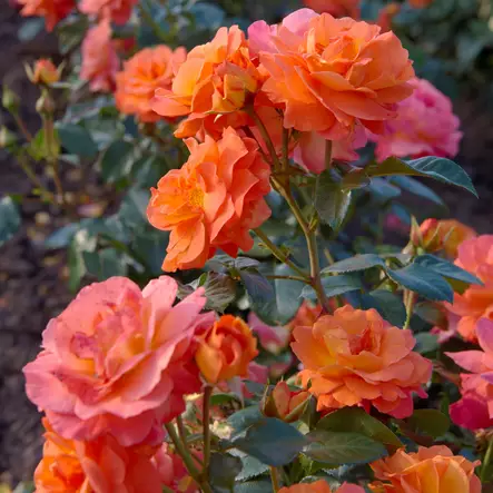 Tertturuusu Morning Sun - Ryhmäruusut - 31463 - 2