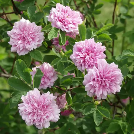 Tornionlaaksonruusu Tornedal - Puistoruusut - 2583 - 2