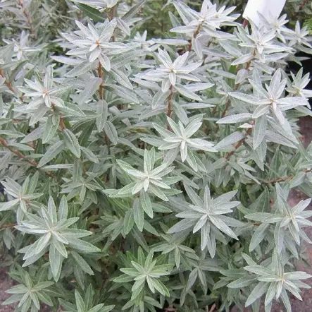 Tyrni Hikul koristelajike - Koristepensaat - 45683 - 1