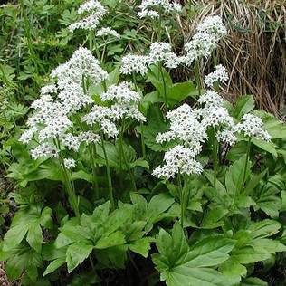 Vaahtera-angervo Karasuba - Perennat - 7373 - 2