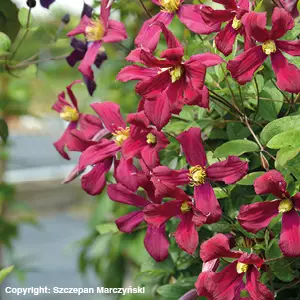 Tarhakellokärhö Strawberry Fields - Köynnöskasvit - 50753 - 1