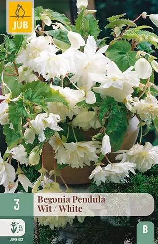 Begonia Pendula White 3 kpl/pkt - Muut kukkasipulit - 8712438620393 - 1