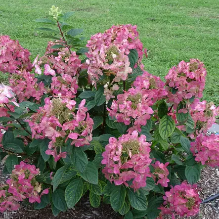 Japaninhortensia Magical Fire - Koristepensaat - 45753 - 2