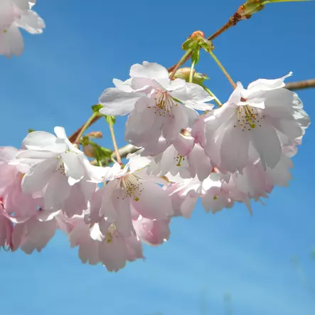 Japaninkirsikka Amanogawa - Koristepuut - 43603 - 1