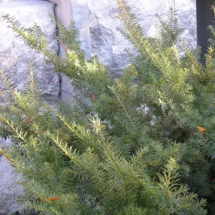 Kartiomarjakuusi Densiformis 40-50 - Havupuut - 62063 - 1