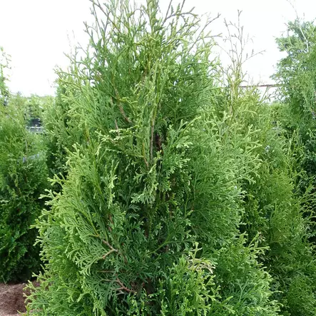 Kartiotuija Holmstrup 120-140 - Havupuut - 62503 - 1