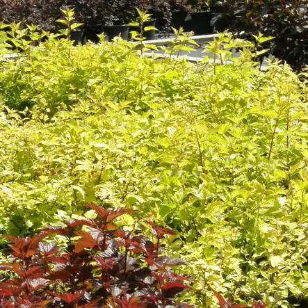 Keltaheisiangervo Angel Gold - Koristepensaat - 46063 - 2