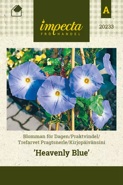 Kirjopäivänsini Heavenly Blue - Kukkien ja koristeheinien siemenet - 7332756202333 - 0