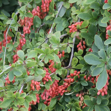 Koreanhappomarja Red Tears - Koristepensaat - 45183 - 2