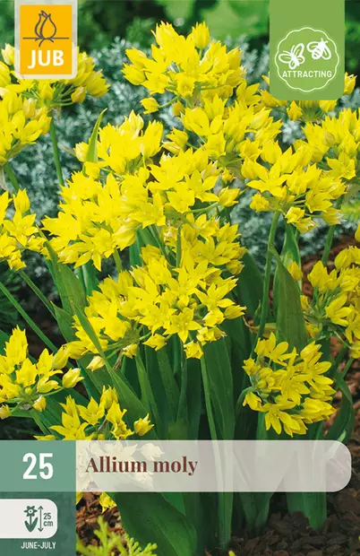 Laukka Allium moly 25 kpl/pkt - Laukat - 8712438517303 - 1