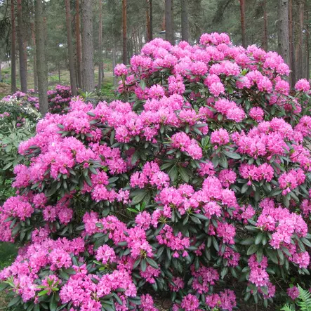 Marjatanalppiruusu Haaga - Alppiruusut ja atsaleat - 35113 - 1