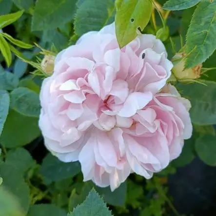 Neidonruusu Tertin Kartano - Puistoruusut - 23123 - 1