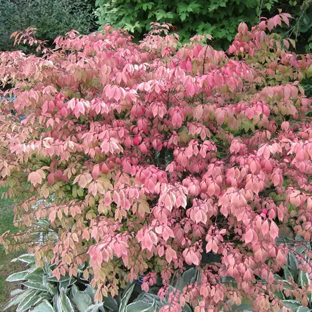 Pallesorvarinpensas Compactus - Koristepensaat - 4553 - 2