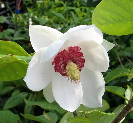 Pensasmagnolia - Koristepensaat - 43263 - 1