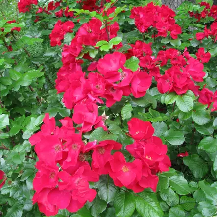 Puistoruusu Robusta - Puistoruusut - 28653 - 1