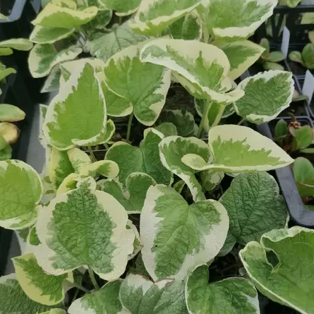 Rotkolemmikki Variegata - Perennat - 71073 - 1