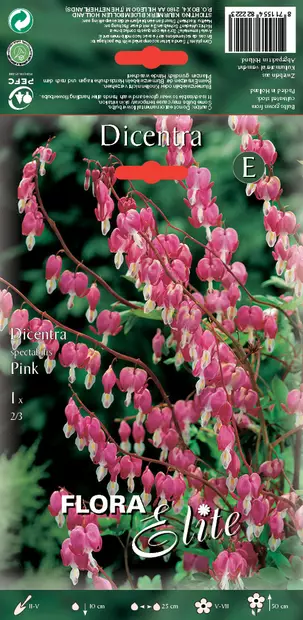 Särkynytsydän pinkki 1 kpl/pkt - Perennajuurakot - 8711554822223 - 1