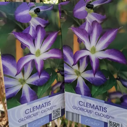 Tarhaviinikärhö Glorious Cloud - Köynnöskasvit - 50723 - 1