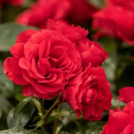 Tertturuusu Arifa - Ryhmäruusut - 31273 - 1