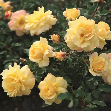 Tertturuusu Candela - Ryhmäruusut - 32993 - 1