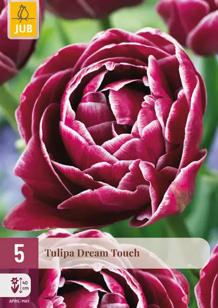 Tulppaani Dream Touch 5 kpl/pkt - Tulppaanit - 8712438526183 - 1