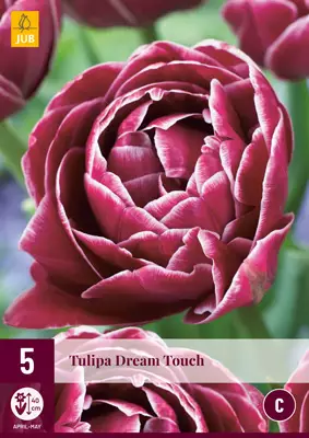 Tulppaani Dream Touch 5 kpl/pkt - Tulppaanit - 8712438526183 - 2