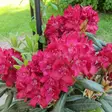 Alppiruusu Royal Scarlet - Alppiruusut ja atsaleat - 35203 - 1