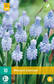 Helmililja Azureum 10 kpl/pkt - Liljat - 8712438521003 - 2