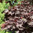 Hurmevaahtera Royal Red - Koristepuut - 4023 - 1