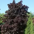Hurmevaahtera Royal Red - Koristepuut - 4023 - 2